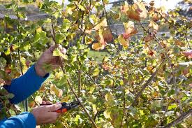 Image result for jostaberry