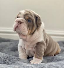 Suburban bullies is located about 30 miles north of dallas, texas within the beautiful city limits of mckinney, texas. English Bulldog Puppies For Sale In Nc Sureshot Bulldog Home