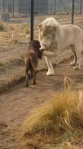 Sư tử và chó thân thiết 'bắt tay' gây sốt mạng xã hội - Báo VnExpress