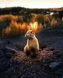 Epingle Par Gwen Sur Trop Gnon Animaux Amusants Animales Bebes Animaux