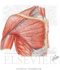 (rotator cuff muscles do not support the joint inferiorly). Shoulder Muscles
