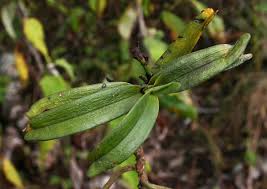 Image result for Cyrtorchis arcuata