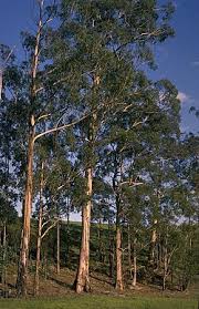 Image result for Eucalyptus
