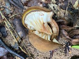 Image result for Pterygota mildbraedii