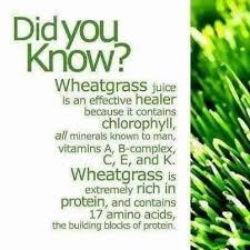 It is generally considered to be incurable, but i have succeeded in restoring the hair of a although quite a common condition, there is no known medical cure for alopecia. Thankful Friday Wheatgrass Benefits Wheat Grass Vitamins For Hair Growth