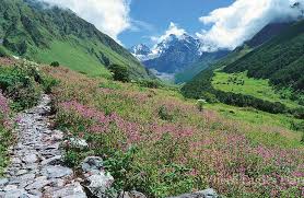 This is meant to be a place you can look at if you saw a flower and wanted to know more about it. Flowery Carpet Awaits Tourists Valley Of Flowers To Reopen From June 1 India News