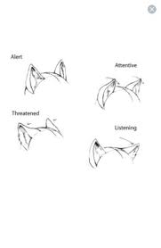 65 Ideas For Drawing Cat Ears Anime Characters 65 Ideas For Drawing Cat Ears Anime Characters Drawin In 2020 Anime Drawings Tutorials Drawing Tips Anime Drawings If you repeatedly fail to properly use spoiler tags you will be banned. pinterest