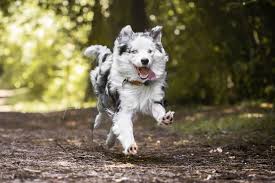Check spelling or type a new query. Overweight Dog Top Reasons Weight Loss Tips More Tractive Blog