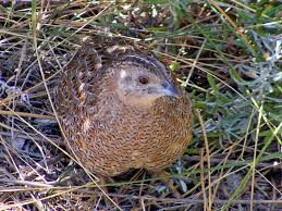 Image result for quails