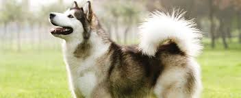 We have giant alaskan malamute puppies, siberian husky puppies, & samoyed puppies for sale. Alaskan Malamute Dog Breed Profile Petfinder