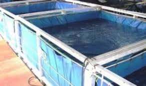 10 Cara Budidaya Lobster Air Tawar Di Kolam Terpal Arenahewan Com