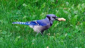 Maybe you would like to learn more about one of these? Blue Jay Spirit Animal Symbolism And Meaning