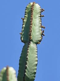 Image result for Euphorbia lissosperma