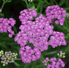 The flowers are held upright on strong stems, and continue to grow and lengthen as they bloom. New Proven Winners Perennials For 2020 Walters Gardens Inc