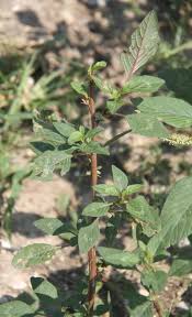 Image result for Amaranthus spinosus