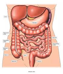 Among all the pain in lower right abdominal anatomy, the female is a very familiar topic. What Organ Is On The Left Side Of Your Abdomen Quora