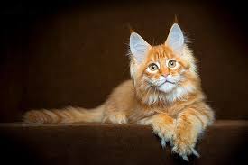 Maine Coon Panosundaki Pin