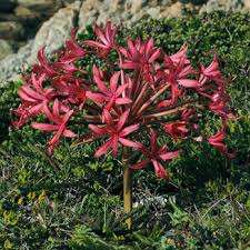 Image result for Brunsvigia