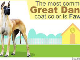 Customize standard, large, or skinny sizes, 11 paper types, and over half a million designs! 8 Different Great Dane Colors And Patterns With Amazing Pictures Dogappy