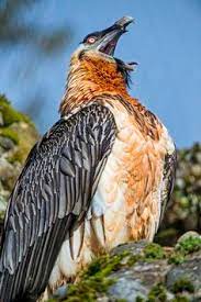 Der bartgeier (gypaetus barbatus) oder lämmergeier ist ein greifvogel aus der familie der habichtartigen (accipitridae). 10 Animals Ideen Bartgeier Tiere Vogel