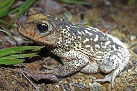 Black And Yellow Spotted Frog Cuban Spotted Toad Peltophryne Taladai Frog And Toad Toad Amazing Frog