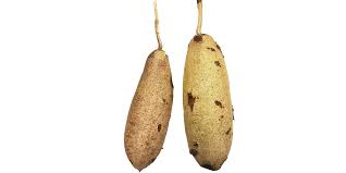 Image result for Kigelia africana