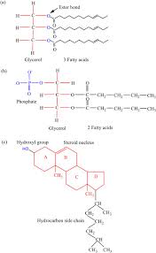 Image result for Triglyceride