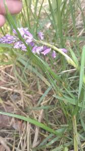 Image result for Polygala ohlendorfiana