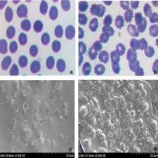 Image result for Cynanchum mulanjense