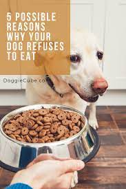 Your Dog Has No Appetite And Refuses To Eat His Food Lately He Seems To Have Loss All His Appetite What Should Y Dog Refuses To Eat Dog Food Recipes Your