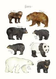 A Print That Asks The Question Which Bear Is Best Bear Art Animal Art Bear Illustration