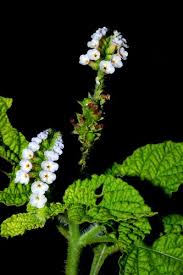 Image result for Heliotropium indicum