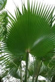 Find many great new & used options and get the best deals for mexican fan palm seeds washingtonia robusta at the best online prices at ebay! Tropical Palmtree Banana And Oleander Seeds Palm Washingtonia Robusta Palm Tree Seeds