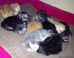 Search our exotic car inventory by price, body type, fuel economy, and more. Exotic Shorthair And Longhair Persian Kittens For Sale In Portland Oregon Best Pets Online