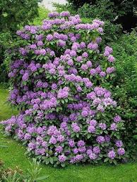I Love Rhododendrons And Have Two In This Beautiful Shade Of Purple However They Tend To Get Overgrown And Bushy So Plants Flowering Bushes Shade Plants