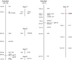 All video la bloc ep 374 la bloc ep 378 aligatorul protv plus. The Zebrafish Progranulin Gene Family And Antisense Transcripts Springerlink