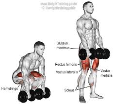 The romanian deadlift is one of the most effective exercises for your posterior chain! Dumbbell Deadlift A Compound Push Exercise Muscles Worked Gluteus Maximus Erector Spinae Hamstrings Adductor Magnus Q Leg Workout Workout Guide Deadlift