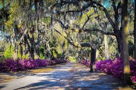 Maybe you would like to learn more about one of these? Walking Tours Of Historic Bonaventure Cemetery