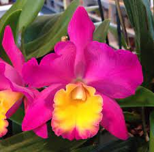 Cattleya Orchid Blc Makaha Gold X C Walkeriana X Slc Wendy S Valentine Cattleya Orchid Cattleya Orchids