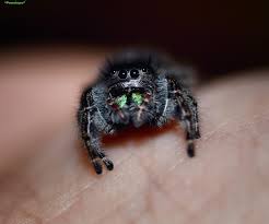 Maybe you would like to learn more about one of these? Reddit Meet My New Baby Penelope She Is A Phidippus Audax Bold Jumping Spider You Helped Me Overcome My Fear Of Spiders Spiderbro