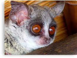 Hush Little Baby Don T Say A Word Bushbaby Galagos South Africa Canvas Print By Andreael In 2021 Pet Pigs Cute Animals Pets