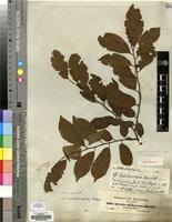 Image result for Grewia trichocarpa