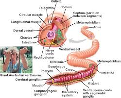 Earthworm Phylum Annelida Class Oligochaeta Earthworms Have Few Chaetae Setae Which Are Bristles Made Of Chitin That Earthworms Annelids Segmentation