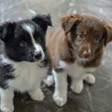 Always know when is puppy day. National Puppy Day March 23 2022 National Today