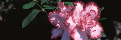 My azaleas are growing right up in the garden, usually they're not much but for some reason this year they've been extra big with lots of color!!! Azalea Flowers Azalea Society Of America