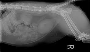 If the hairball causes a gastrointestinal obstruction, the following symptoms. Foreign Body Blog Triangle Veterinary Referral Hospital Durham 919 489 0615