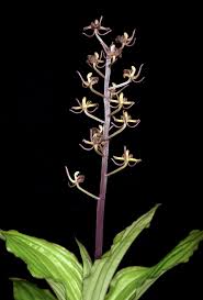 Image result for Liparis nervosa