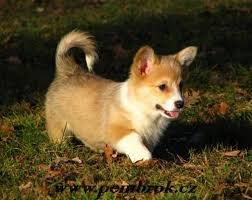 She is the perfect combination of sweet & sass and you will wonder how you ever got along. Pembroke Welsh Corgi Breeders Michigan Puppies Low Set