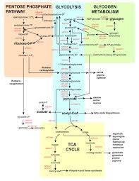 Biochemistry Tests For Food Macromolecules Lipid Image From Http Www Biomedcentral Com Content Figures 1471 2164 9 597 6 L Jpg Bioquimica Metabolismo Biologia Biologia Avanzada