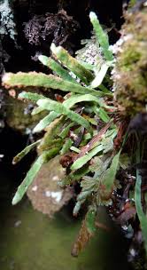 Image result for Grammitis cryptophlebia